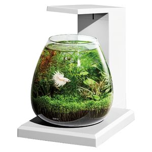 フィッシュランド / GEX グラスアクア PERCO T-WH